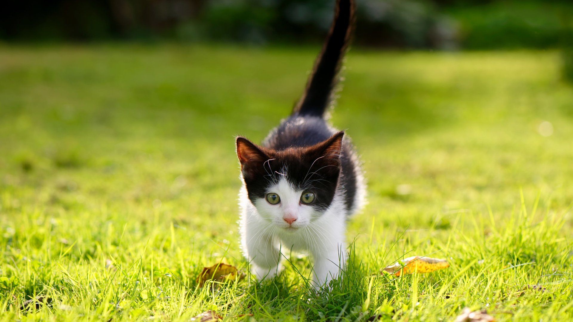 开云平台-当东方黑马遇上天赋洪流，杰伦·格林三分钟熄灯浙江队