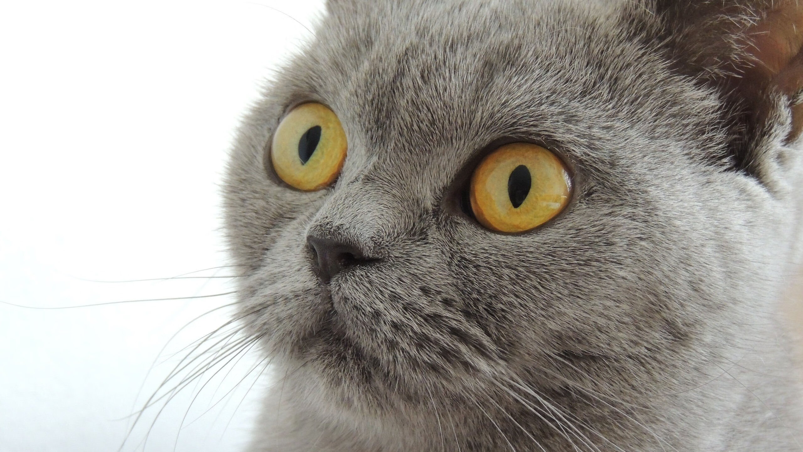 开云体育APP下载-冷门之光！布雷默一锤定音无悬念，枫叶军团逆转格子军震惊世界