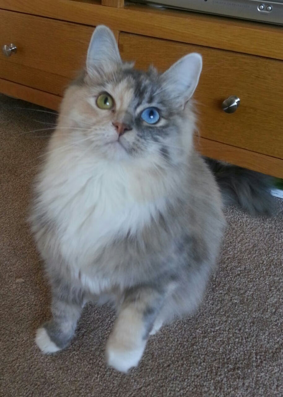 开云平台-破茧，奥亚尔萨瓦尔用光芒刺穿铁血蓝狮的夜晚