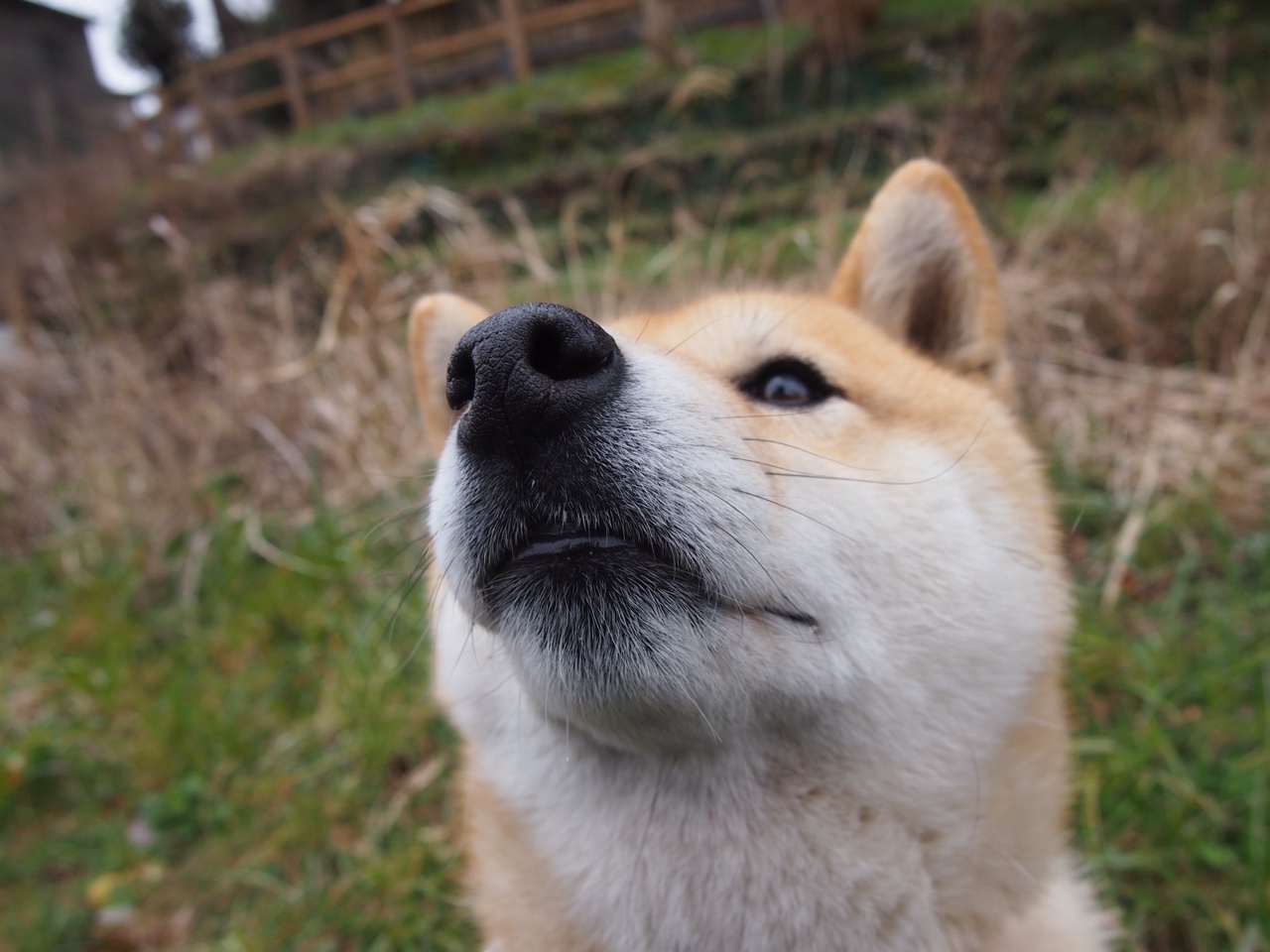 浓眉关键先生显神威,勇士横扫灰熊展统治力