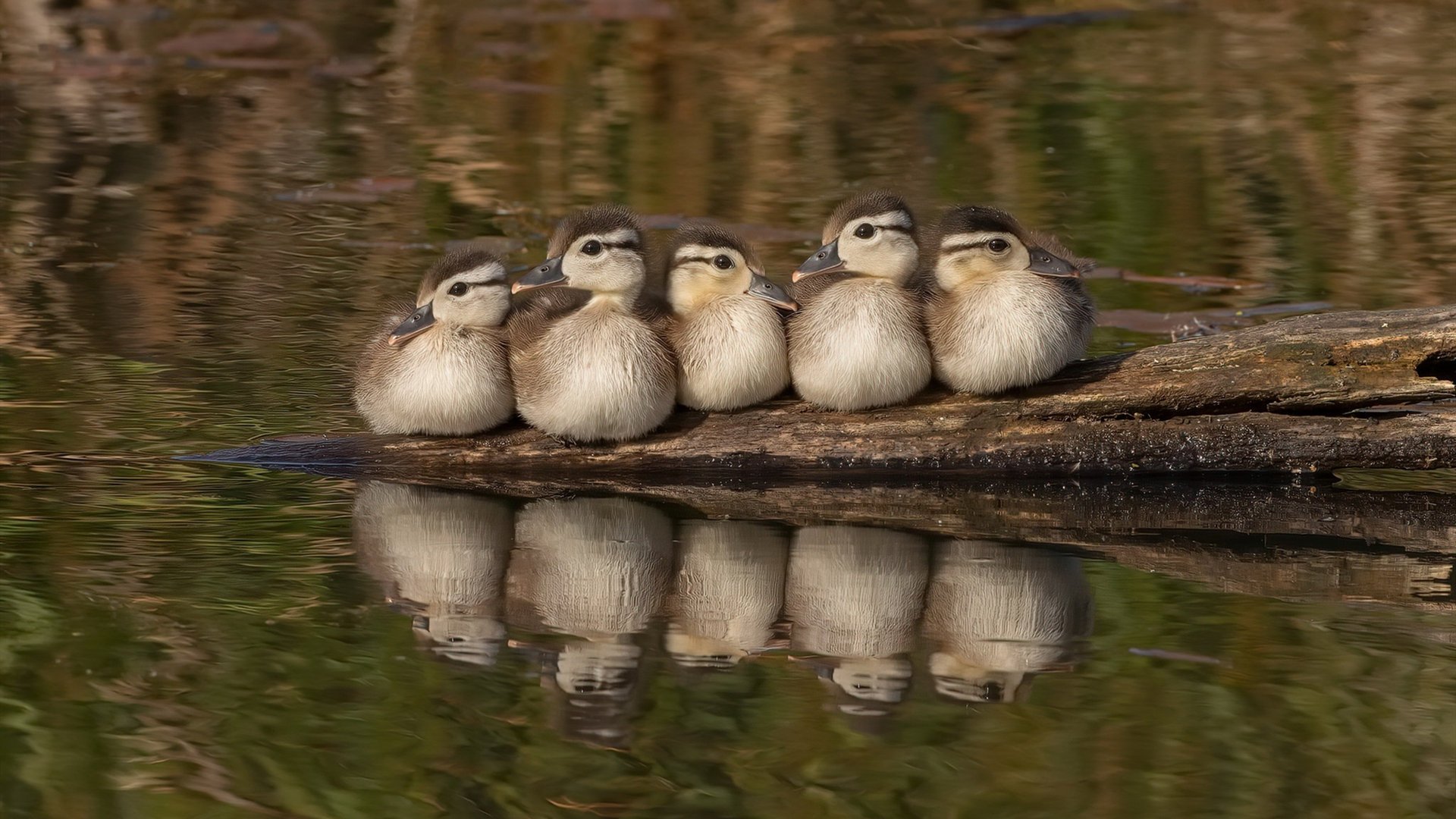 伦纳德生涯之夜璀璨绽放，雄鹿争冠战力克广东队显霸主气象