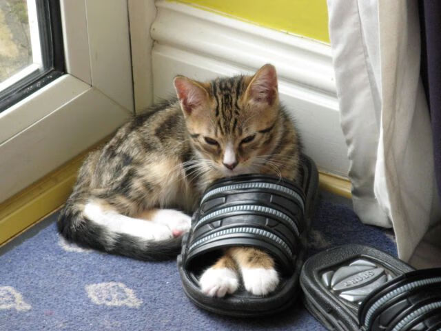 开云体育-西亚卡姆如鼓点带动全队节奏，辽宁男篮硬仗力克马刺显冠军底蕴