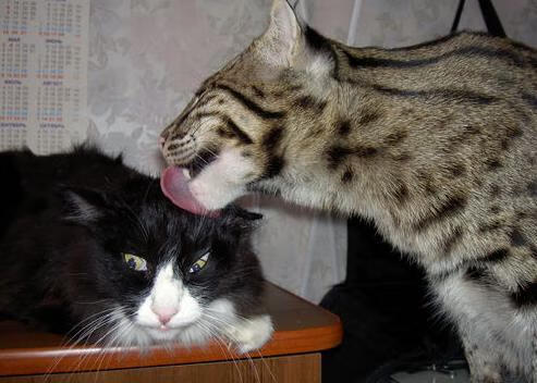 塔图姆闪耀夜,广厦队全面压制鹈鹕展现统治力